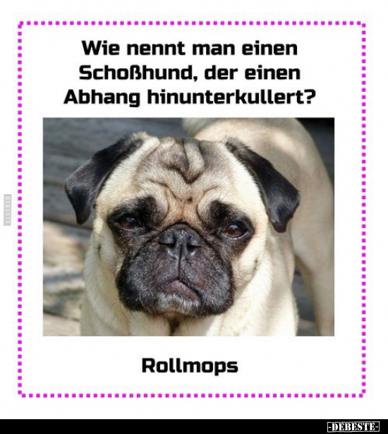 Wie nennt man einen Schoßhund, der einen Abhang.. - Lustige Bilder | DEBESTE.de
