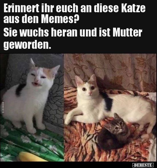 Erinnert ihr euch an diese Katze aus den Memes?.. - Lustige Bilder | DEBESTE.de