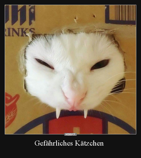 Gefährliches Kätzchen.. - Lustige Bilder | DEBESTE.de