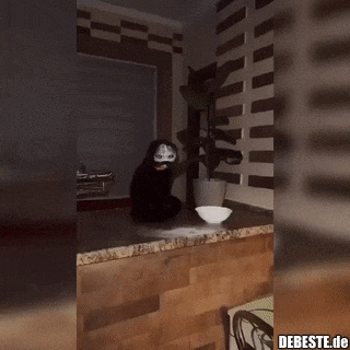 Scrollen Sie weiter, es ist nur eine schwarze Katze, die in eine Schüssel mit Mehl geniest hat. - Lustige Bilder | DEBESTE.de