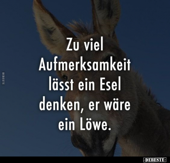 Zu viel Aufmerksamkeit lässt einen Esel denken.. - Lustige Bilder | DEBESTE.de