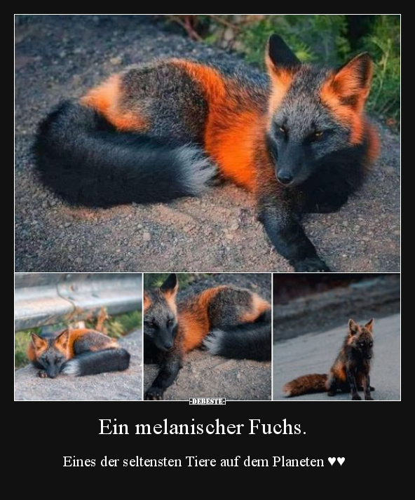 Ein melanischer Fuchs.. - Lustige Bilder | DEBESTE.de