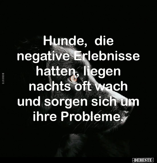 Hunde, die negative Erlebnisse hatten.. - Lustige Bilder | DEBESTE.de