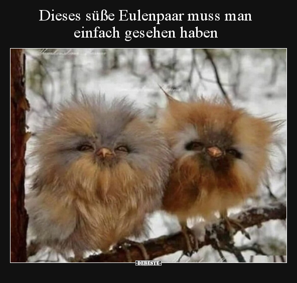 Dieses süße Eulenpaar muss man einfach gesehen haben.. - Lustige Bilder | DEBESTE.de
