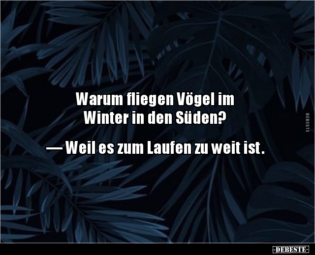 Warum fliegen Vögel im Winter in den Süden?... - Lustige Bilder | DEBESTE.de