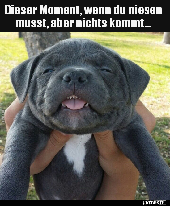Dieser Moment, wenn du niesen musst, aber nichts.. - Lustige Bilder | DEBESTE.de