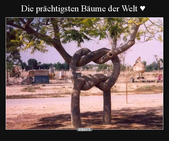 Die prächtigsten Bäume der Welt ♥.. - Lustige Bilder | DEBESTE.de
