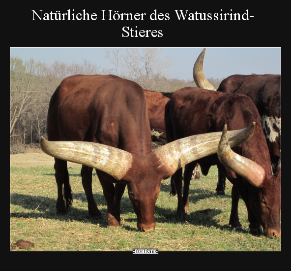 Natürliche Hörner des Watussirind-Stieres.. - Lustige Bilder | DEBESTE.de