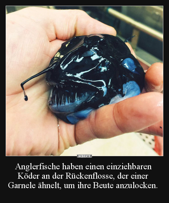 Anglerfische haben einen einziehbaren Köder.. - Lustige Bilder | DEBESTE.de