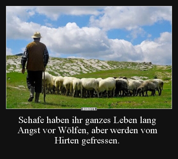 Schafe haben ihr ganzes Leben lang Angst vor Wölfen, aber.. - Lustige Bilder | DEBESTE.de