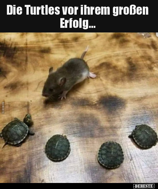 Die Turtles vor ihrem großen Erfolg... - Lustige Bilder | DEBESTE.de
