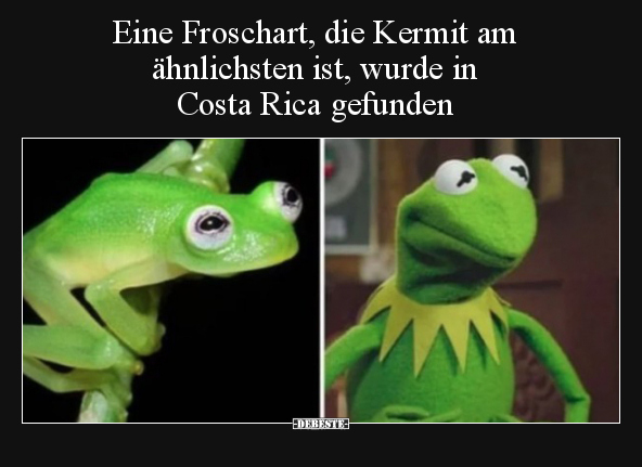 Eine Froschart, die Kermit am ähnlichsten ist, wurde in.. - Lustige Bilder | DEBESTE.de
