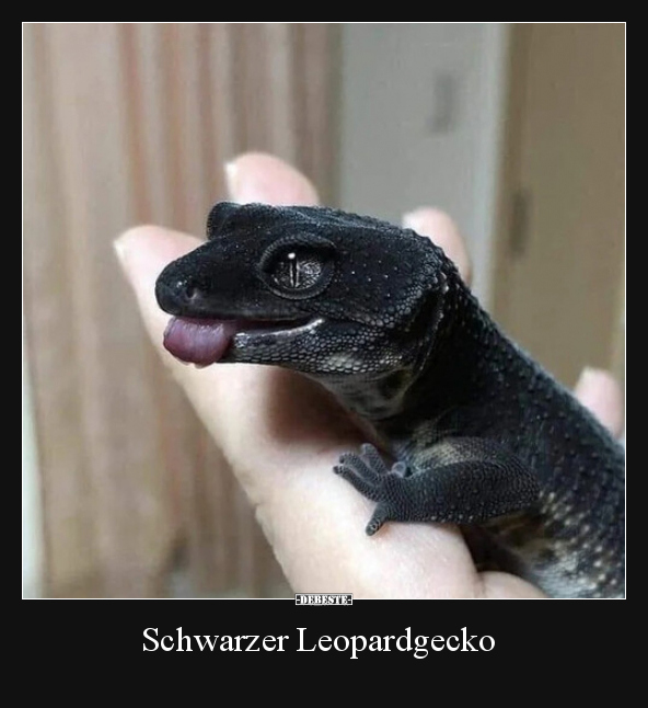 Schwarzer Leopardgecko - Lustige Bilder | DEBESTE.de