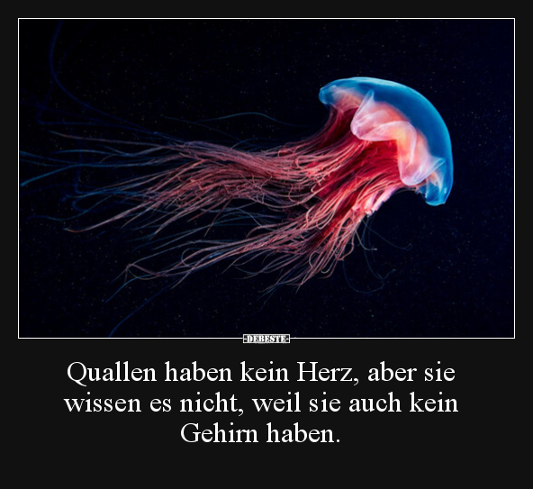 Quallen haben kein Herz, aber sie wissen es nicht, weil.. - Lustige Bilder | DEBESTE.de