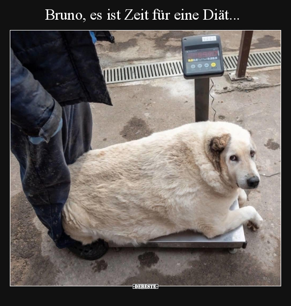 Bruno, es ist Zeit für eine Diät... - Lustige Bilder | DEBESTE.de