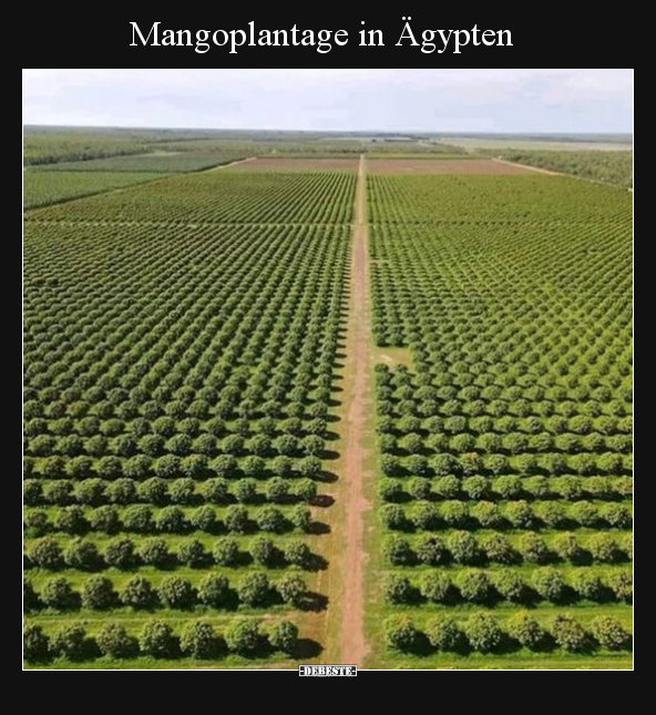 Mangoplantage in Ägypten.. - Lustige Bilder | DEBESTE.de