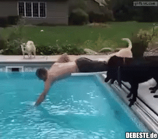 Ein Mann hilft Hunden, einen Ball aus dem Pool zu holen.. - Lustige Bilder | DEBESTE.de