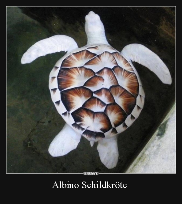 Albino Schildkröte.. - Lustige Bilder | DEBESTE.de