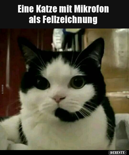 Eine Katze mit Mikrofon als Fellzeichnung.. - Lustige Bilder | DEBESTE.de