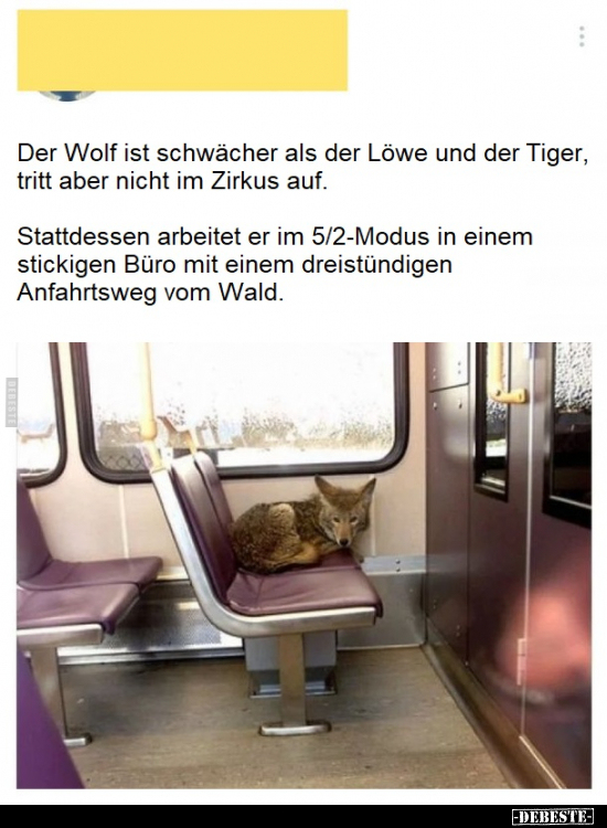 Der Wolf ist schwächer als der Löwe und der Tiger, tritt.. - Lustige Bilder | DEBESTE.de