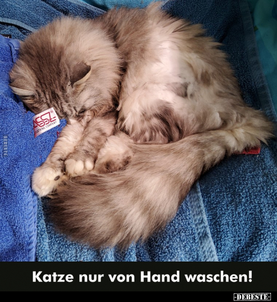 Katze nur von Hand waschen!.. - Lustige Bilder | DEBESTE.de