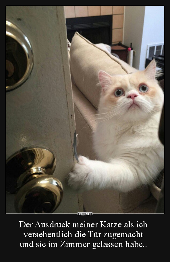 33+ Freitag der 13 sprueche lustig , Der Ausdruck meiner Katze als ich versehentlich die Tür.. Lustige Bilder, Sprüche, Witze, echt