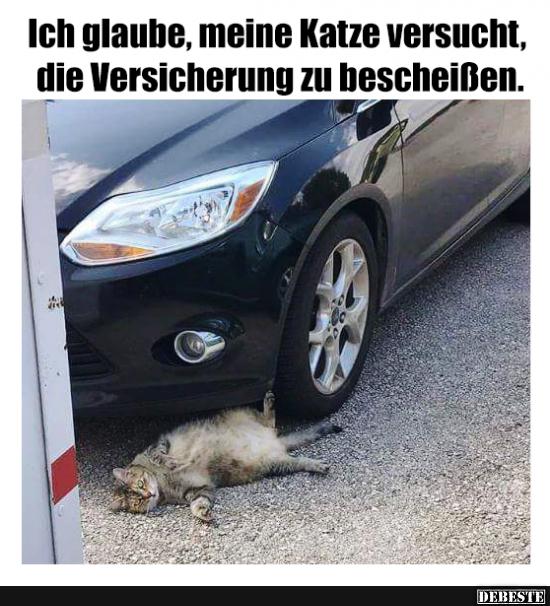 Ich glaube, meine Katze versucht, die Versicherung zu bescheißen.. - Lustige Bilder | DEBESTE.de