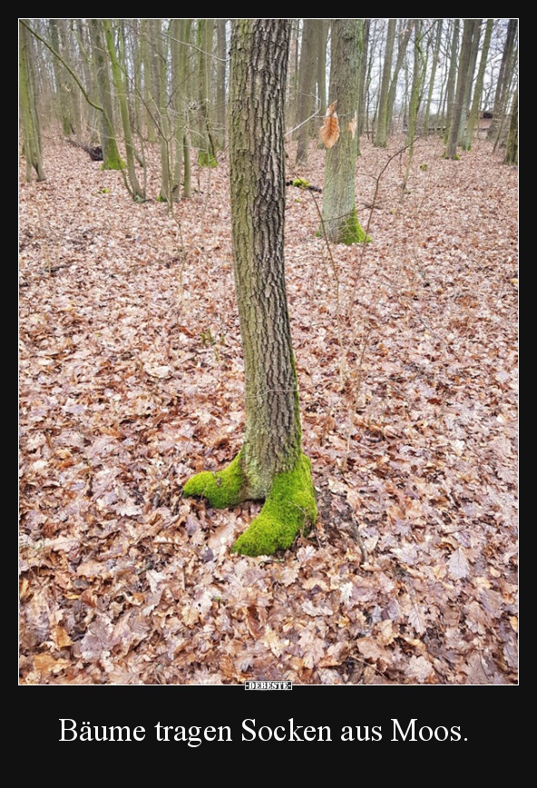 Bäume tragen Socken aus Moos. - Lustige Bilder | DEBESTE.de