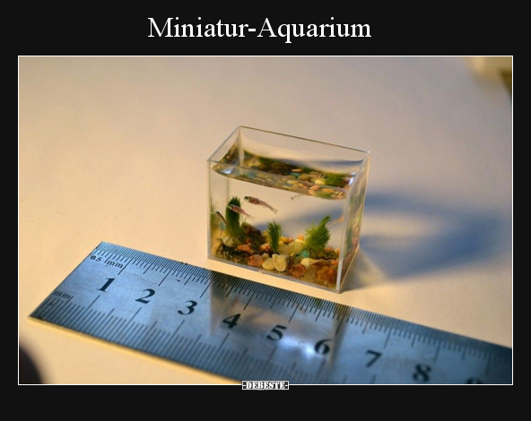 Miniatur-Aquarium.. - Lustige Bilder | DEBESTE.de
