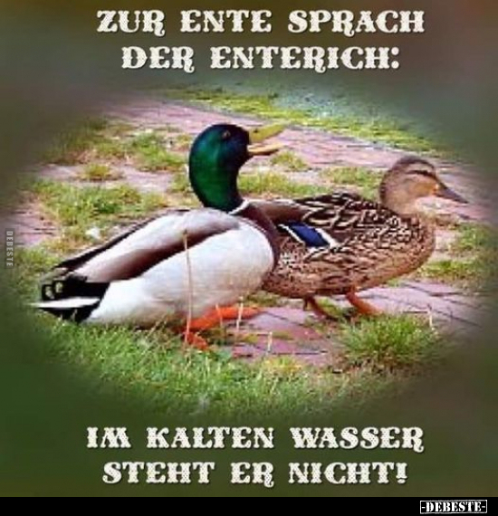 Zur Ente sprach der Enterich: Im kalten Wasser steht er.. - Lustige Bilder | DEBESTE.de