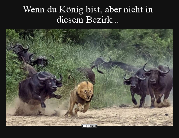 Wenn du König bist, aber nicht in diesem Bezirk... - Lustige Bilder | DEBESTE.de