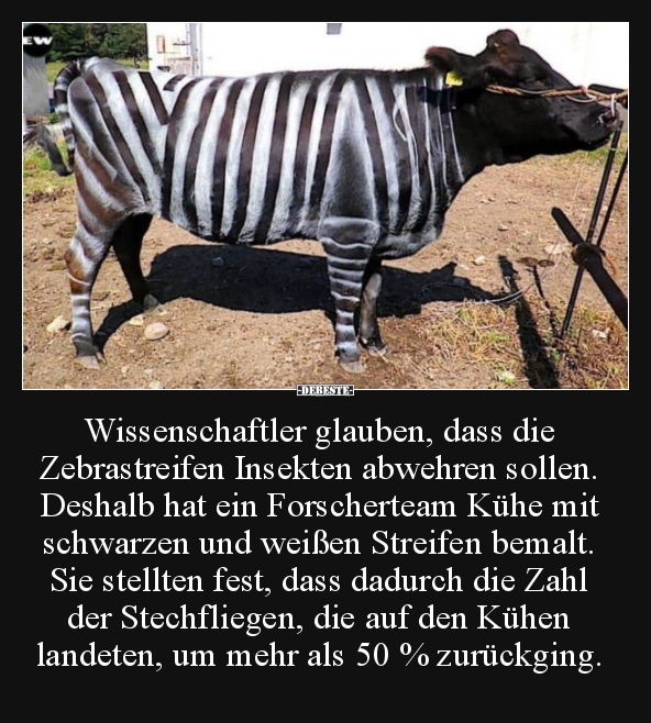 Wissenschaftler glauben, dass die Zebrastreifen Insekten.. - Lustige Bilder | DEBESTE.de