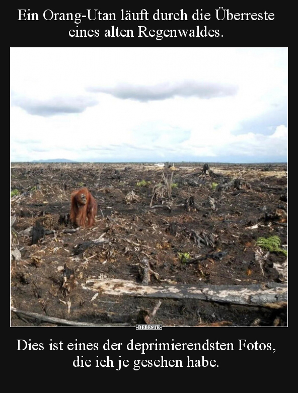 Ein Orang-Utan läuft durch die Überreste eines alten.. - Lustige Bilder | DEBESTE.de