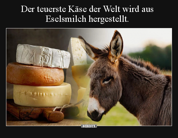 Der teuerste Käse der Welt wird aus Eselsmilch.. - Lustige Bilder | DEBESTE.de