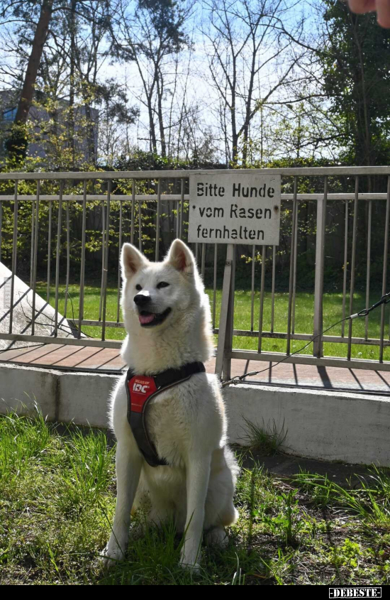Bitte Hunde "vom Rasen" fernhalten... - Lustige Bilder | DEBESTE.de