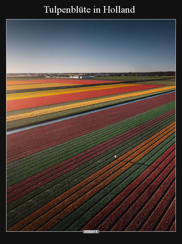 Tulpenblüte in Holland.. - Lustige Bilder | DEBESTE.de