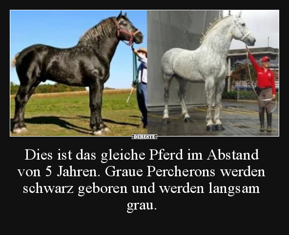 Dies ist das gleiche Pferd im Abstand von 5 Jahren. Graue.. - Lustige Bilder | DEBESTE.de