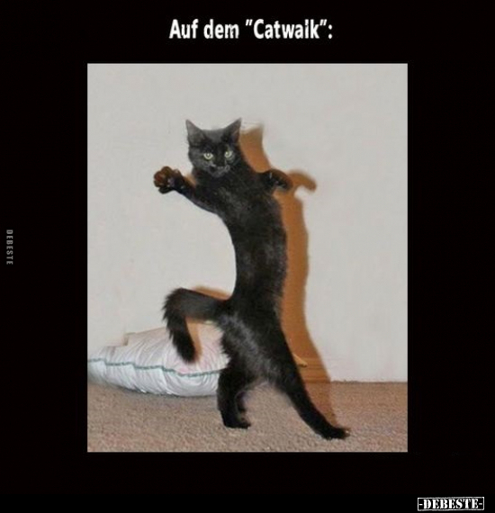 Auf dem "Catwaik".. - Lustige Bilder | DEBESTE.de