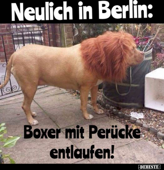 Neulich in Berlin: Boxer mit Perücke entlaufen!.. - Lustige Bilder | DEBESTE.de