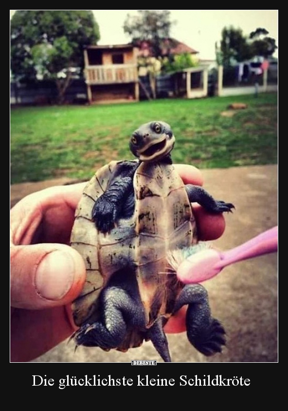 Die glücklichste kleine Schildkröte.. - Lustige Bilder | DEBESTE.de