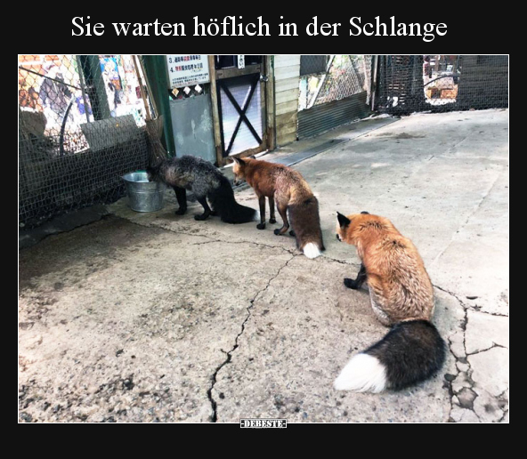 Sie warten höflich in der Schlange.. - Lustige Bilder | DEBESTE.de