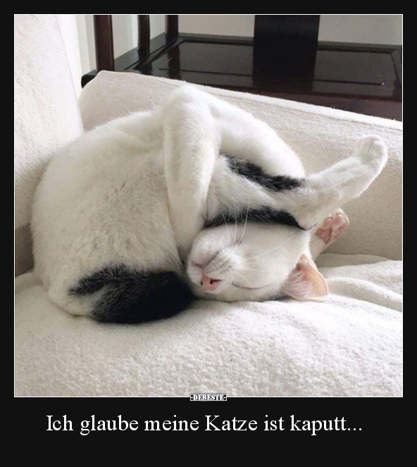 Ich glaube meine Katze ist kaputt... - Lustige Bilder | DEBESTE.de
