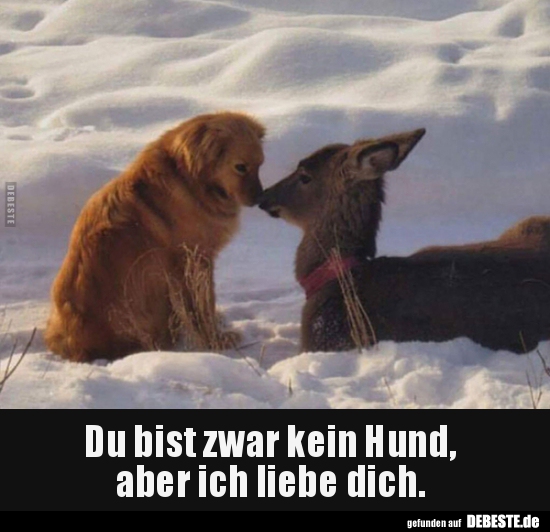 Du bist zwar kein Hund, aber ich liebe dich... - Lustige Bilder | DEBESTE.de