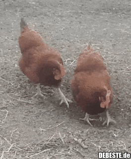 Synchronisierte Hühner. - Lustige Bilder | DEBESTE.de