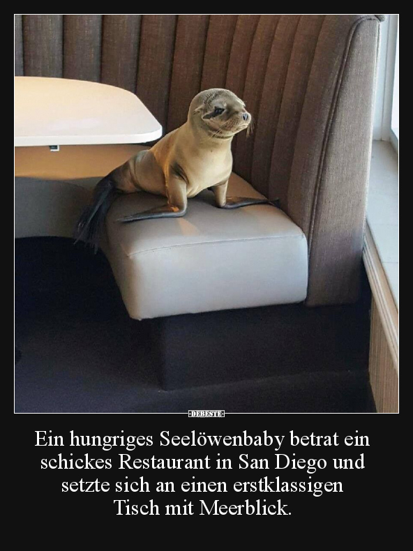 Ein hungriges Seelöwenbaby betrat ein schickes Restaurant.. - Lustige Bilder | DEBESTE.de