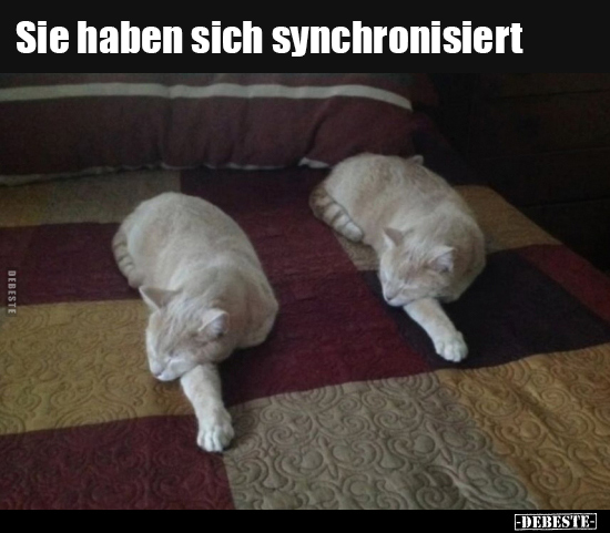 Sie haben sich synchronisiert.. - Lustige Bilder | DEBESTE.de
