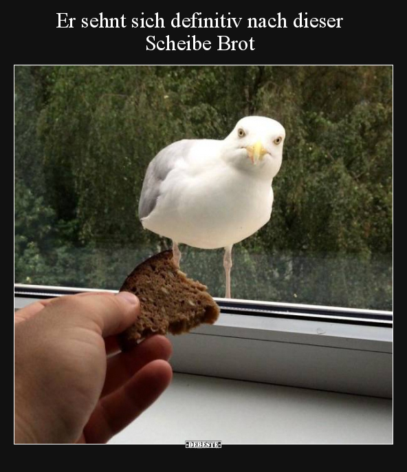 Er sehnt sich definitiv nach dieser Scheibe Brot.. - Lustige Bilder | DEBESTE.de