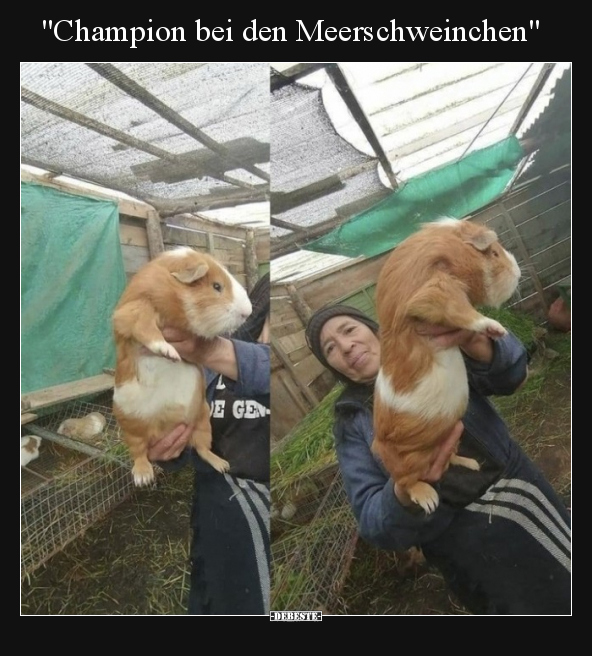 "Champion bei den Meerschweinchen".. - Lustige Bilder | DEBESTE.de