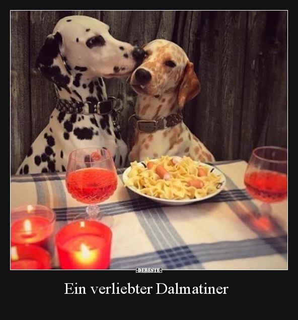 Ein verliebter Dalmatiner.. - Lustige Bilder | DEBESTE.de