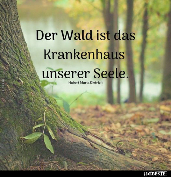 Der Wald ist das Krankenhaus unserer Seele... - Lustige Bilder | DEBESTE.de